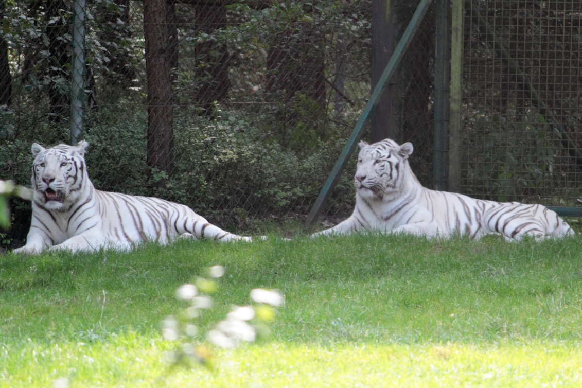 Tiger Picture